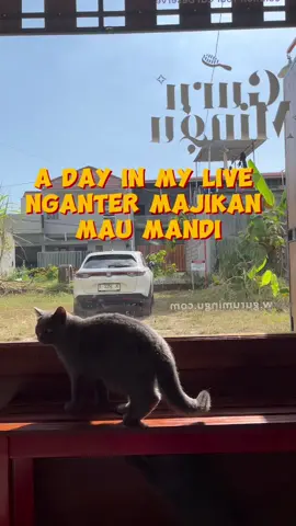 Hari ini jadwal rutin anabul grooming nih sohib babu, simak keseruannya ya , kalau anabul kalian seberapa sering mandinnya nih??  😻🛁 #groomingkucing #catsoftiktok #britishshorthair 