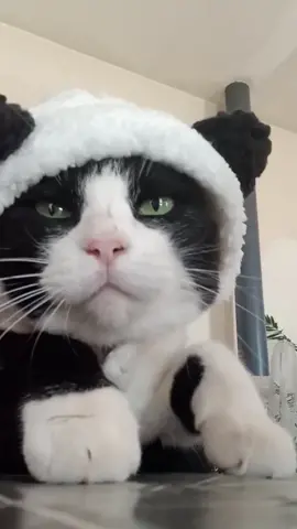 It's the crazy crazy crazy life in panda 🖤🐼 🤍 kisses friends💋 #fyp #catsoftiktok #catdance #tocatoca #panda #holiday #goodvibes 