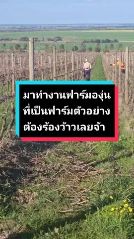 มาทำงานฟาร์มองุ่นที่เป็นฟาร์มตัวอย่าง ต้องร้องว้าวเลยจ้า#ออสเตรเลีย #ฟาร์มองุ่น #ฟาร์มองุ่นในออส #คนไทยในออสเตรเลีย #คนไทยในออสเตรเลีย🇦🇺🇹🇭 #คนไทยในต่างแดน #เมลเบิร์น 
