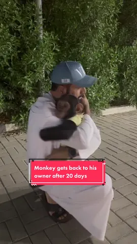 Monkey gets back to his owner after 20 days    (Credit: @uae_lionking)   #wildlife #nature #travel #wildanimals #wilderness #wildlifephotography #pettok #monkey #animallover #zoo #monkeysoftiktok