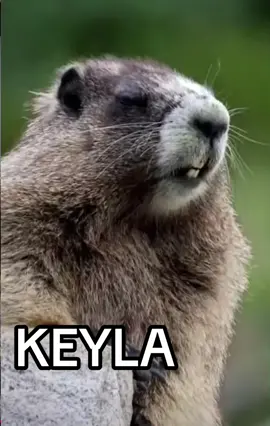 #efeitosdevoz #keyla #memes #memestiktok #fypシ #fy #foryou 