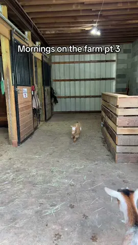 We finally hung my planters on the coop!! #morningchores #nigeriandwarfgoats #funnyfarmaninals #minifarmlife #farmtok #farmroutine #backyardchickens #chickencoops #crazychickenlady #backyardflock #silkiechicken #frizzlechicken #kidgoats #petpig #dailyvlog #ditl #lifeonthefarm #farmchores 