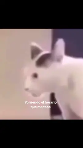 Mas feo no pudo estar 😭 #regresoaclases #escuela #memes #diversion #pai_dlimon22 #parati #divertido #gatitos