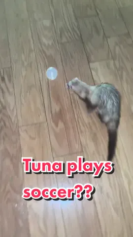 I heard a noise in the kitchen & found tuna playing soccer?? Looking into ferret soccer leagues asap #tuna#tunatok#ferret#ferretsoftiktok#ferrettok#fyp#foryou#foryourpage 