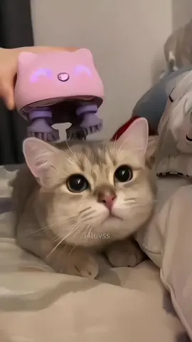 Cute cat!! ꪔ̤̥ ✦ ࣪ ˖ 【ѕι ℓσ υѕαѕ ¢σмєитα “ρg”🧼🫧】𖥔 ࣪˖ ⋆𓂃 ִ⌕ #cute #fpy #fanpage #fancams #vc #asmrsounds #i4luvss #asmr #cat #animals @TikTok 
