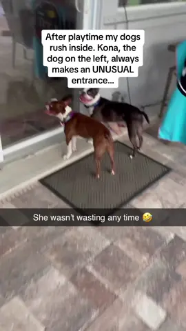 This is literally me when I get home from work 🤣🤣🤣 #Pubity (Adventures of Kona and Gator via ViralHog)