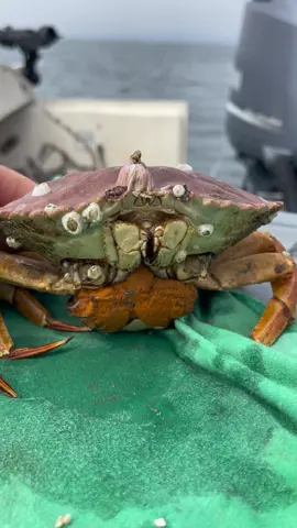 Barnacle Chronicles up close and personal. What do you see? #barnaclechronicles #crab #commercialfishing #fish #natgeo #fisherman #california 