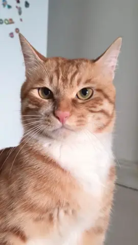 😼