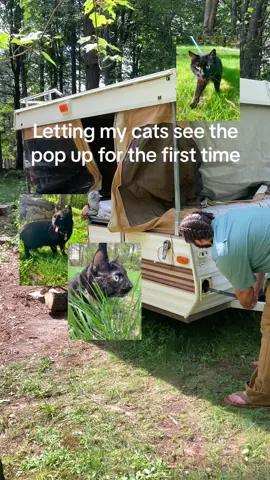 I know im biased but theyre so cute 😽 #catsoftiktok #popupcamper #1986popup #campingcats #camperremodelseries #campertiktok #tenttrailers 