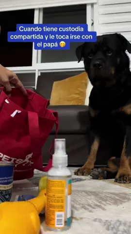 #rottweiler #rottweilersoftiktok #fypシ #rottie #perrostiktokers #perrosgraciosos #saludamealkakas #custodiacompartida 