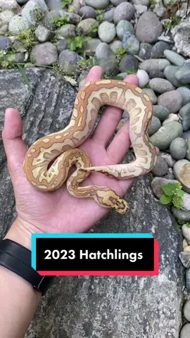 🥹 #Ballpython #ballpythonbreeder #arcandrez #arcandrezballpythons 