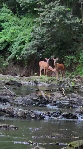 what a treat 🖤 #deer #pennsylvaniawildlife #whitetaildeer 