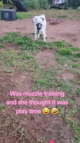 #viral #puppy #deafdogsrock #funnydog #funnypuppy #funnymoments #funnyvideos #viralvideo #funnypuppy #deafpuppy #deafdogsoftiktok #deafdog #doglover #training #muzzletrainig 