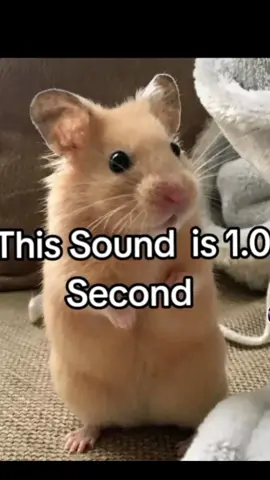 :] #hamster #viral #2m #sound #famous #fyp #funny #blowup? #xyzbca 