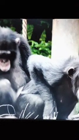 😱#wildanimals #chimpanzee #animals #wildlife 