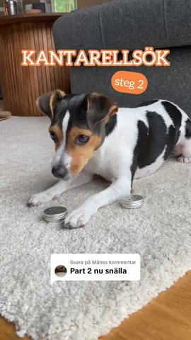 Svarar @Måns Nästa gång blir det markering🐕 #hundträning #kantarell #noseworkdog 