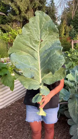 Happy Friday! 🙂This is our thousand head kale, perennial kale, and tree collard patch. The perennial varieties we have are, Kaleidoscopic Kale Grex, Kosmic Kale, Michigan, and Merritt Tree Collards. 💚This video features the Kale Grex plants which are offsprings of an interbreeding mix consisting of perennial purple tree collard and Daubenton kale, then crossed with several other kales, Brussels sprouts, cabbage, and other brassica plants. These plants are known to be drought-tolerant and cold-hardy down to USDA zone 6 (-10 F to 0 F) once established.  🌱Each seed develops into a unique variety differing in leaf colors and shapes. They’re all beautifully diverse! There are other color variations other than the ones shown in this reel. ✅Remember that perennial plants regenerate every year as long as they are hardy to your climate. Some are evergreens such as this kale and tree collards. Provide winter protection in cold climates.  ✅Perennial crops are low maintenance once established and will produce for many years given the right growing conditions. Perennials keep the soil intact, preventing erosion and house microbes in their rhizosphere or root system.  Happy Gardening!💜💚💜💚 #thousandheadkale #kale #brassica #collards   #perennials #vegetablegarden