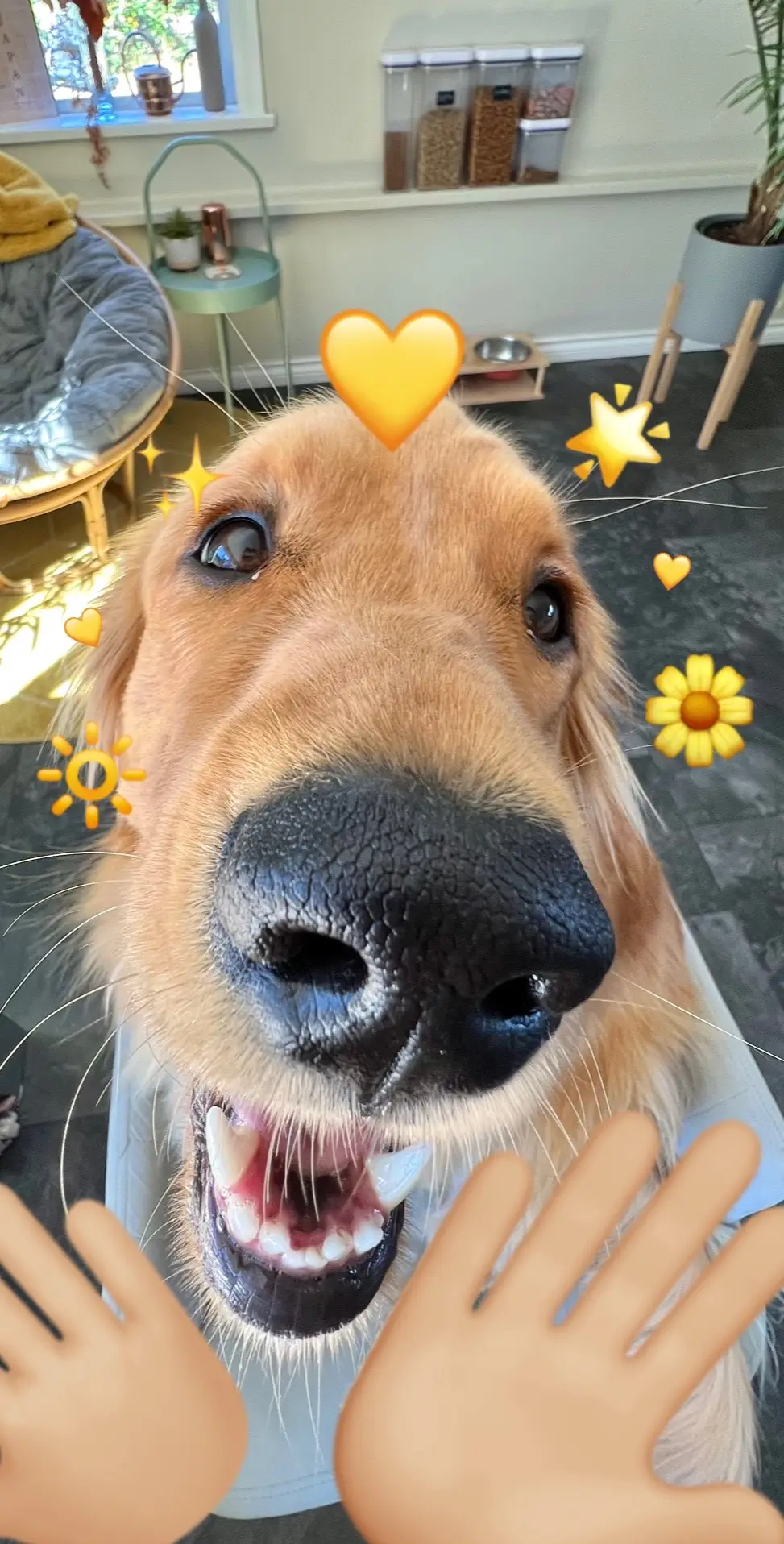 Surprise!! 🫶🏼☀️ #dogsoftiktok #dogtok #goldenretriever #trending #wholesome 