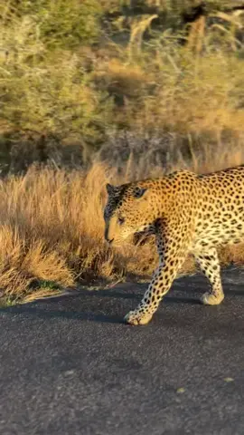 Leopard boss of Tshokwane  More than a place. It’s a feeling.  Kruger National Park, South Africa 🇿🇦  #krugernationalpark #86daysinkruger #86daysallin #southafrica #liveyourwild #krugerpark #sanparks #leopard #africa #nature  #wild