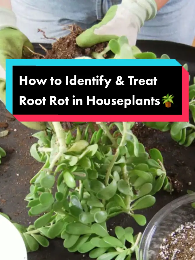 Root rot might be harming your houseplant but we share how to treat and identify this common houseplant issue. Read more about root rot in houseplants by visiting our website. 🪴 #thespruce #houseplanttips #houseplantcare #rootrot 