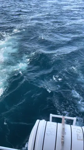 #summer2023🌊💙 #summervibes #fybシ #bateau_dauphin🇩🇿alger⛴️🐬 #bateau_dauphin🇩🇿alger 