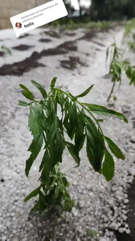 Respuesta a @mitsuri_churrito Ahora sí nos dio duro #misqueridosnietos #cocinandoconlauren #granizada #granizadatlaxcala 