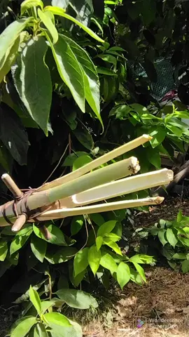 la cueillette des figues de barbarie ( akarmous) par ma chère mère 