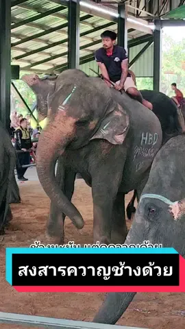 #elephant  #elephantdancing  #surin #thailand 
