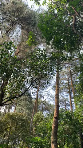 Meheningkan cipta untuk sejenak 😮‍💨 #vibes #hutan 