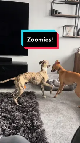 Crazy whippet zoomies😂 #foryou #foryoupage #fyp #whippetsoftiktok #whippetdog #whippetlove #whippettok #whippetpuppy #whippetlife #whippettiktok #puppy #puppiesoftiktok #sighthound #sighthoundsoftiktok #dogsoftiktok #fypシ #puppytiktok #viral #furbaby #dogsoftiktok #zoomies #dogzoomies #funny #funnyvideos #dogtok 