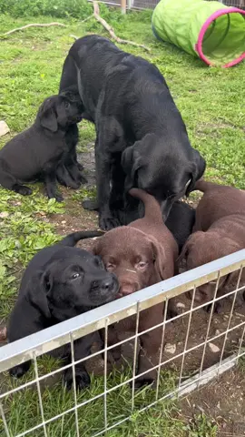 Here you go, original sound🥰 would you pick a blackbor a brown lab?😎   #fyp #labrador #fördig #foryoupage #puppy #puppytiktok #labradorretriever #fypシ゚viral #fypシ #dogsoftiktok #labs #puppylove #labsoftiktok #dogs #blowthisup #blowitup #happydog #foryou 