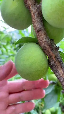 OMG😱😋🤤#uk #usa #fruit #asmr 