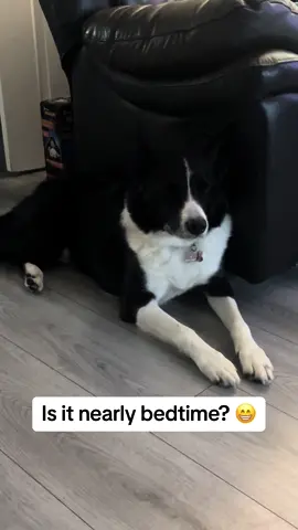 😴🐶 #colliesoftiktok #bordercollie #colliedog #dogsofttiktok #dog #sleepydog #nappingdog #fyp 