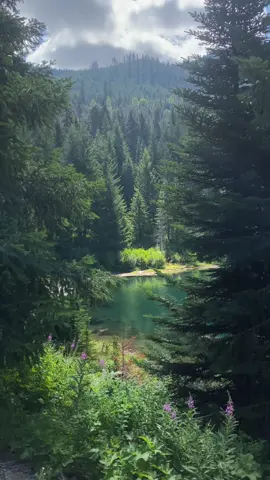 literally no words, this place is so peaceful & stunning! Location in comments 🤍 #washingtonexplore #goldcreekpond #seattlesummers #seattlespots #naturewalks #summerpeace #washingtonhiking 