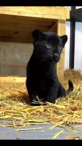 Bébé panthère trop mignon 😇 #panthers #mignon #animal #animaux #pourtoi 