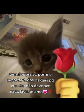 marca a sua pessoa favorita 🌹#gatinhosfofos #relacionamento #dedicar #viral #foryou 