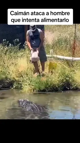 #Internacional | Un trabajador de Colorado Gator Farm por poco es devorado por un caimán al intentar alimentarlo ante los ojos de un público atónito. 📹:Colorado Gator Farm / FB #caimán #animales #LaListaNews #EU #vidaanimal 