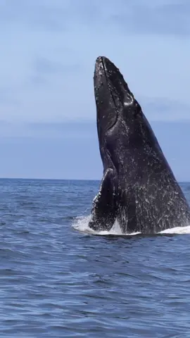 Wow today was another great day to be out on the water! This Mom breached with her calf so many times we lost count. Stay tuned for more from this unforgettable encounter. 🐳Book now using link in bio🎉 #whalewatching #whale #tail #humpbackwhale #breach #jump #fly #low #news #media #lunges #wildlife #montereycalifornia #coast #cali #sun #fun 