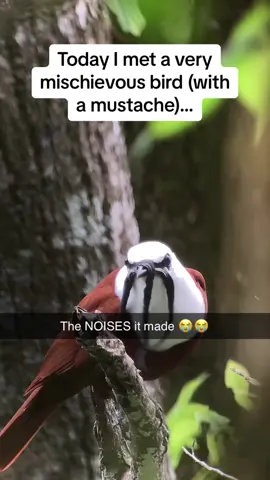 The Master Shifu of birds 🦅🦅🚨 Follow us @Pubity for your daily dose of uplifting content 🚨  #Pubity (Jorge Marín via @ViralHog)