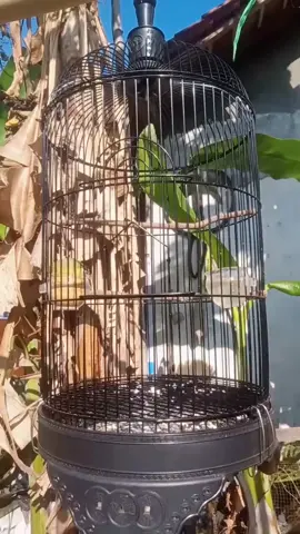 burung cipow/sirtu paud belajar bunyi  #fyp#SerunyaIndonesia#kicaumania_indonesia 
