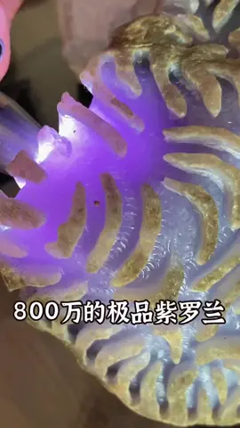 800万的极品紫罗兰 #翡翠 #翡翠原石 #珠宝首饰 @快手创作者中心 @快手热点