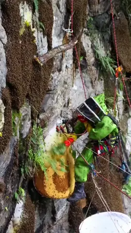 Picking wild cliff honey on-site, thank you for the gift from nature, documentary on wilderness survival#honeypicking #wildhoney #outdoor#dangerousaction #ruralpeople #foryou