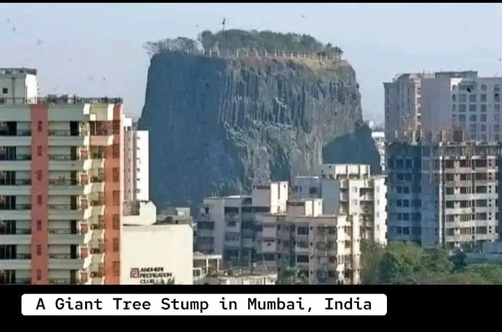 A Giant tree stump in Mumbai India, and a Bizarre rock formation in Madagascar (Bekas pohon raksasa di Mumbai India, dan Formasi aneh bebatuan di Madagascar) #gianttrees #rock #fypシ 