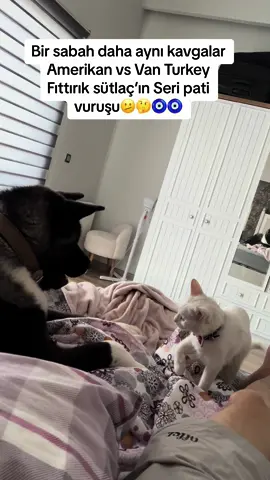#hayvanlarıkoruyalım #hayvanvideoları #kedi #akitainu #amerikan #türkiyetiktok #japonya #azerbaijan #bizimevinhalleri #gece #sütlaç #tiktok #van 