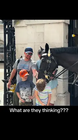 What are they Thinking  #foryou #horseguardsparade #kingsguard  #viraltiktok #uk #London #horse #fyp #live #getoffthereins 