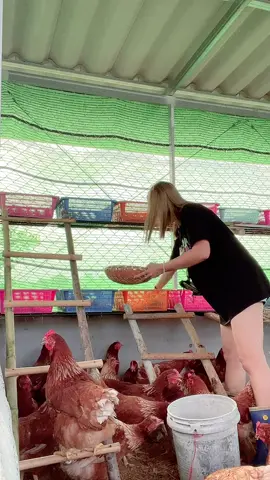น้องไก่ไข่ 50 ชีวิต ทุกตัวสู้ชีวิตมาก😉
