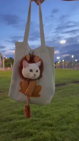 #cat #cute 