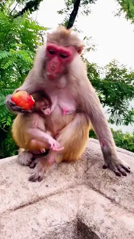 natural life of baby monkey #babymonkey #naturalmonkey #cutemonkey #wildmonkey #monkey
