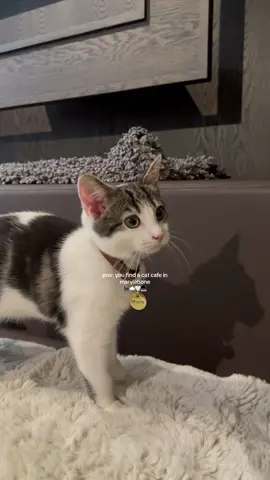 um, crying brb. #catcafe #catcafelondon #catcafeuk #catsoftiktok #kittensoftiktok #kittencafe #javawhiskers #javawhiskerscafe #javawhiskersuk #thingstodoinlondon #thingstodolondon #kittenyoga #londonlife #londontiktok #london #fyp #viral 