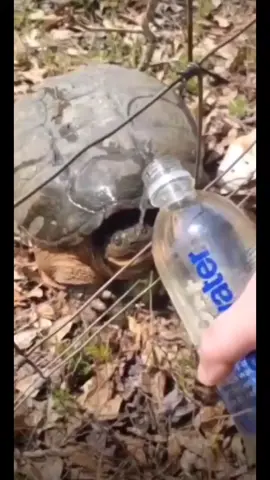 #turtles #fyp #foryou #scaryface #scary #monkey #crying 